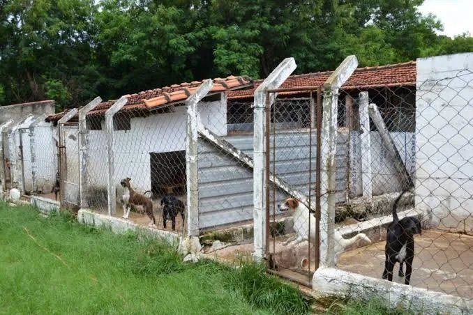 Canis de alvenaria com área cercada, como os que o projeto quer construir para os cães