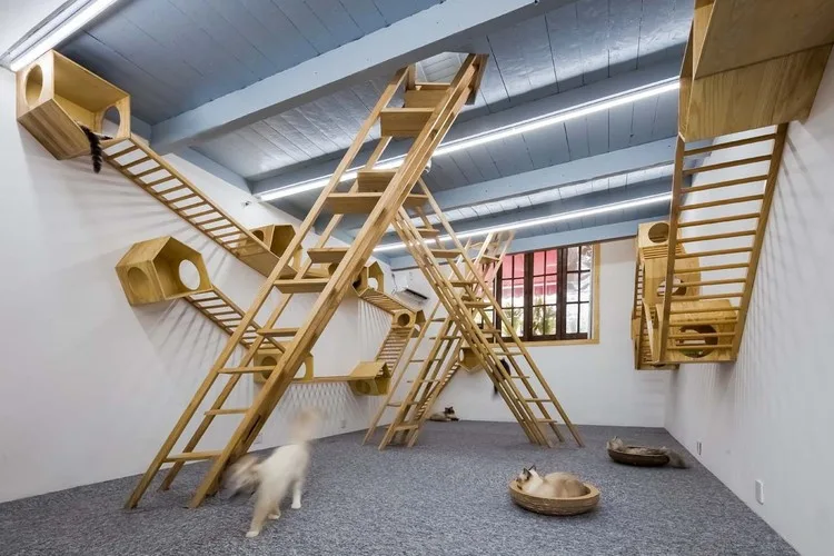 Sala com escadas, prateleiras e nichos de madeira, como a que o projeto quer construir para os gatos